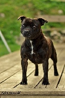 Étalon Staffordshire Bull Terrier - CH. Intox Of Dark Lands