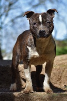 Étalon Staffordshire Bull Terrier - Mary poppins Of Suprême Staffy's