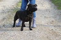 Étalon Staffordshire Bull Terrier - Durban Poison Lolipop fantasy