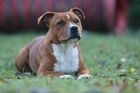 Étalon Staffordshire Bull Terrier - Nibbler De Nise Des Mille Héros