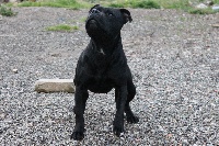 Étalon Staffordshire Bull Terrier - Maggia nera Dei Guardiani Dell'angelo