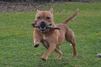 Étalon Staffordshire Bull Terrier - Funky kingston red point staff