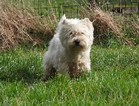Étalon West Highland White Terrier - Mac gowan Des Erables Pourpres