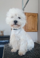 Étalon West Highland White Terrier - Never forget my name del bianco arancio
