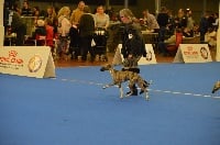 Étalon Whippet - Némésia Du cap des embruns