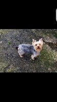Étalon Yorkshire Terrier - Milton de la Chataigniere