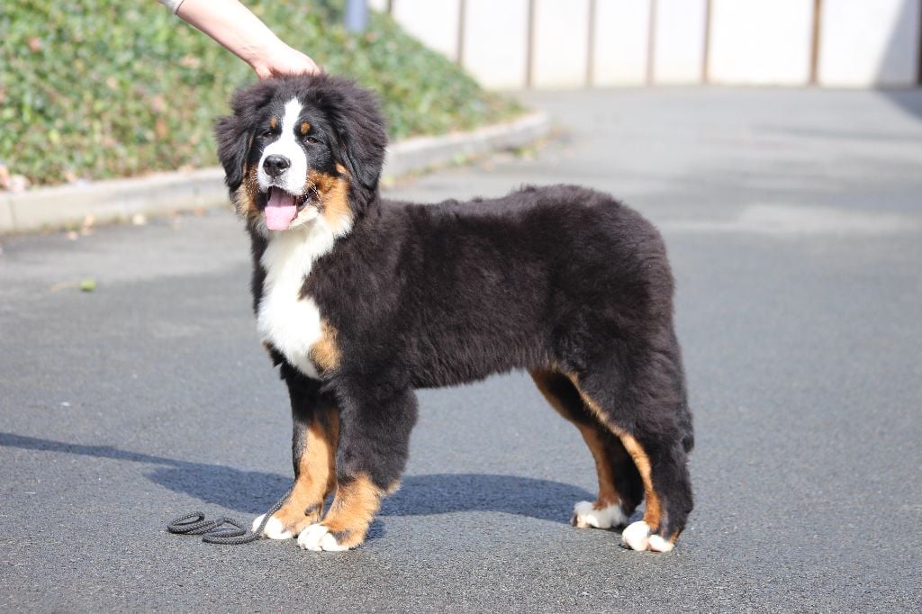 Chien Elevage De La Vallee De L Hyrome Eleveur De Chiens Bouvier Bernois