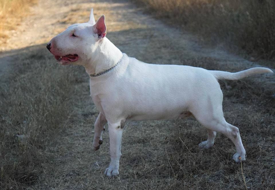 Chien Bull Terrier Bull's Den Jamming with edwards