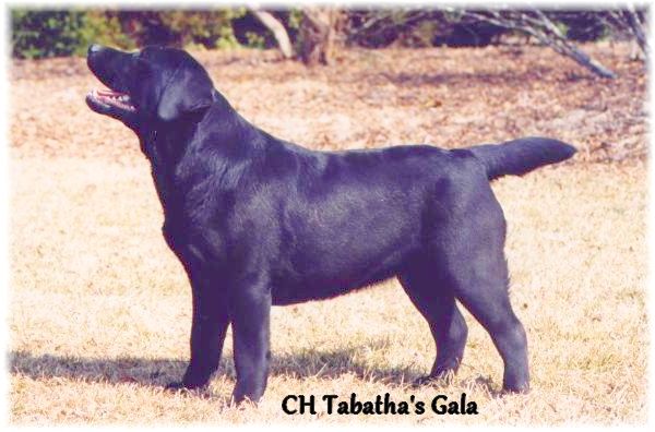 CH. Tabatha's Gala