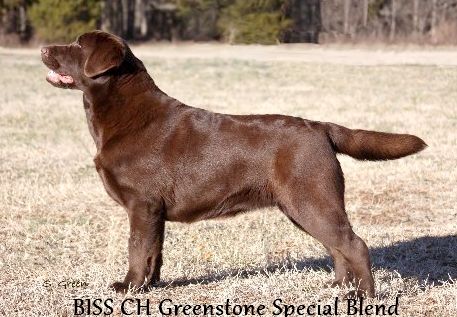 CH. greenstone's Special blend
