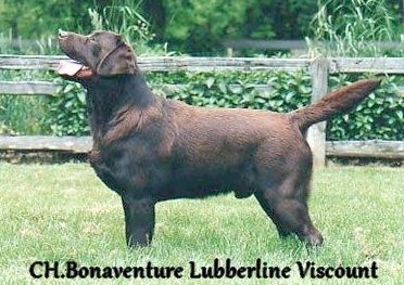 CH. bonaventure lubberline Viscount