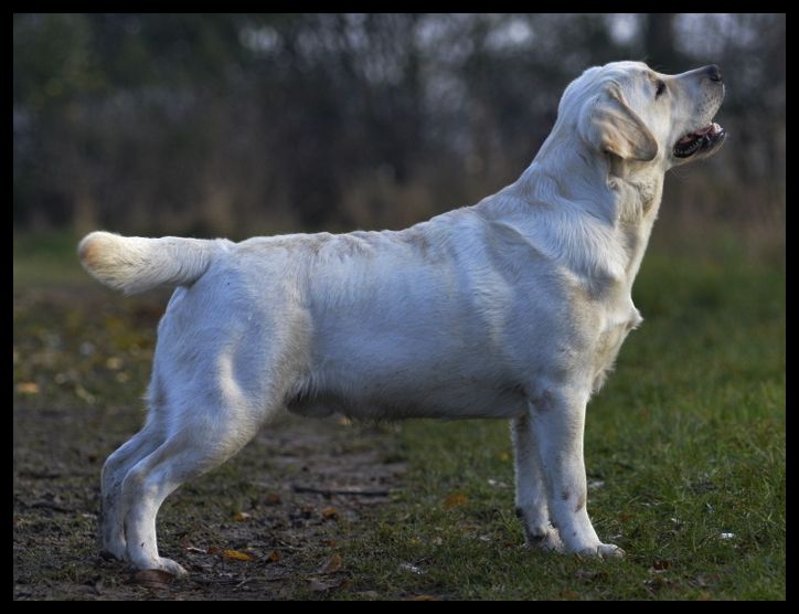Labrador Retriever - Chillout sarracenia