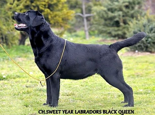 CH. sweet years labradors Black queen