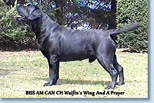 CH. waifin's  wing and a prayer