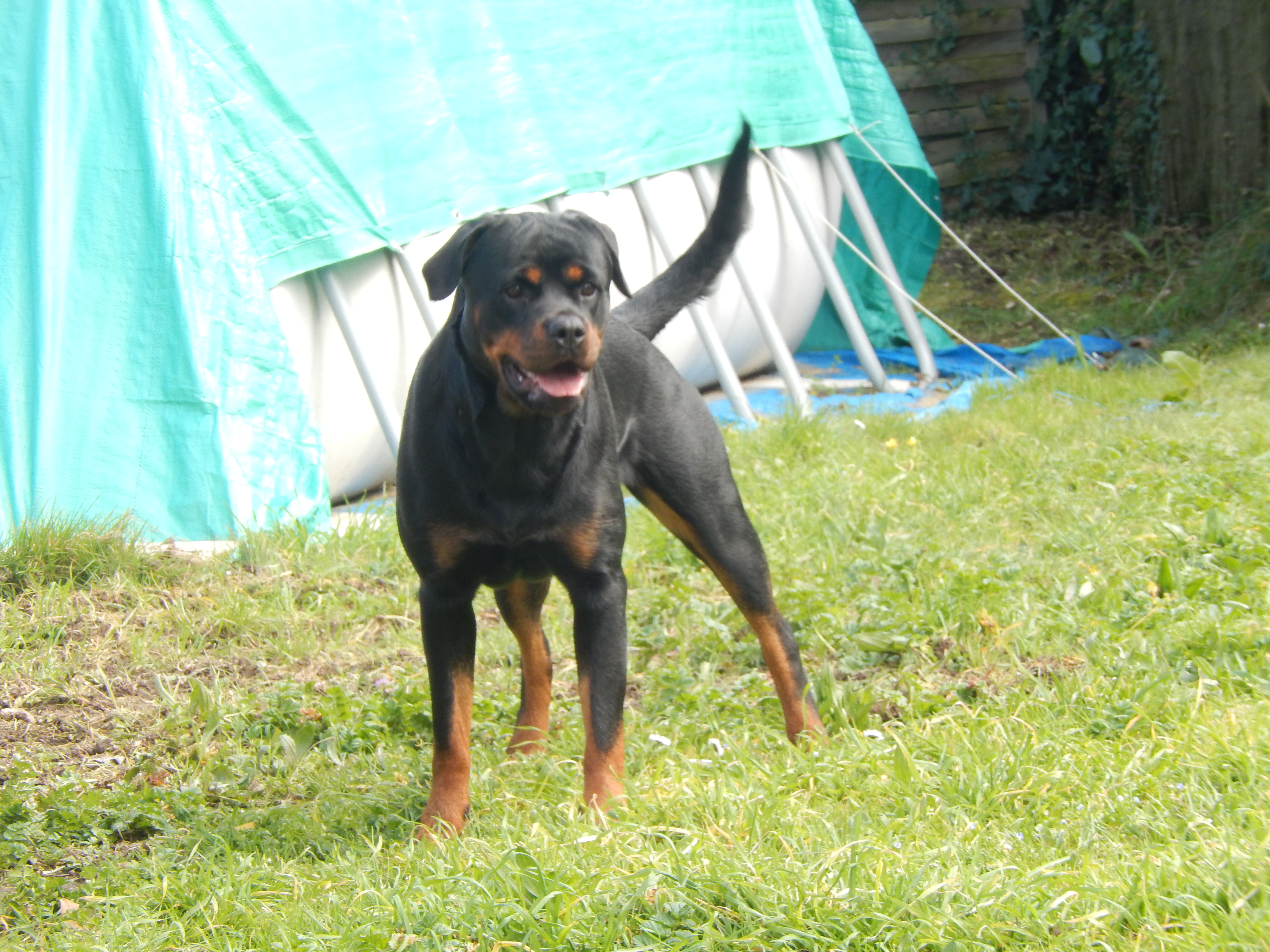 Les Rottweiler de l'affixe   Des Soft Madnesses