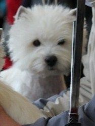 Le Standard de la race West Highland White Terrier sur Atara.com