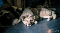 Étalon Chien du Groenland - Mon chien Imaqa Dream