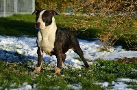 Étalon American Staffordshire Terrier - I am in love du Domaine Passionnel d'Enzo