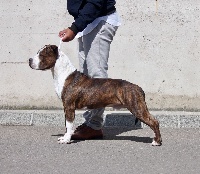 Étalon American Staffordshire Terrier - Genius Ast No limit