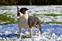 Étalon American Staffordshire Terrier - I am son happy du Domaine Passionnel d'Enzo