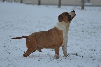 Étalon American Staffordshire Terrier - Fallone du Domaine Passionnel d'Enzo