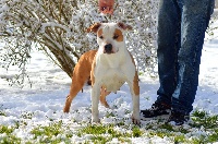 Étalon American Staffordshire Terrier - CH. Hot chilly peppers royal milnikstaff