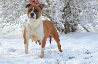 Étalon American Staffordshire Terrier - I attila little princess du Domaine Passionnel d'Enzo