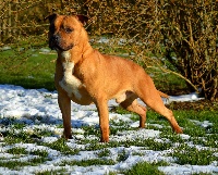 Étalon American Staffordshire Terrier - Little junior du Domaine Passionnel d'Enzo