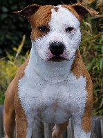 Étalon American Staffordshire Terrier - CH. Dreamclass Lord of stars