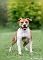 Étalon American Staffordshire Terrier - Hingue De la Maison d'Este