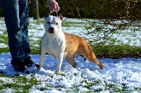 Étalon American Staffordshire Terrier - Like white head girl du Domaine Passionnel d'Enzo