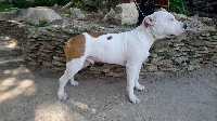 Étalon American Staffordshire Terrier - Namikaze Des Sables D'Avalon