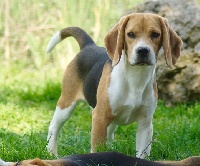 Étalon Beagle - Ne t'énerve pas Des quatre jeudis