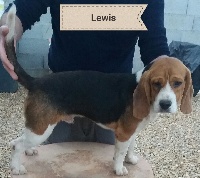 Étalon Beagle - Lewis De L'Echo Du Touat