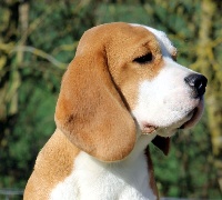 Étalon Beagle - N' bravo bravissimo Do casal da vinha