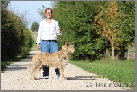 Étalon Berger de Picardie - CH. Ippogriff De L'abbaye Des Sources Bleues