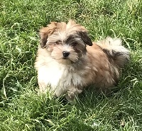 Étalon Bichon Havanais - tudo bom Nirvâna