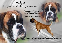 Étalon Boxer - Malyce Du Souvenir De Rodanouck