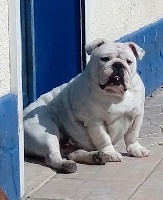 Étalon Bulldog Anglais - Marcy runkle Des Marais D'Opale