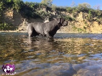 Étalon Cane Corso - Capri du domaine de misso