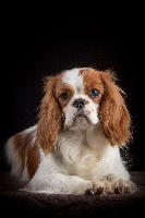 Étalon Cavalier King Charles Spaniel - Nastassja kinski Du clos de larpege