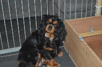Étalon Cavalier King Charles Spaniel - Love du reve d'Ady