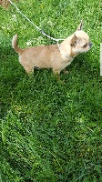 Étalon Chihuahua - Kazanova dzakomo benchi