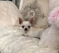 Étalon Chihuahua - My girly sv des vip du golf de saint tropez