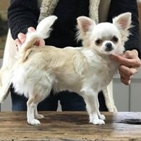Étalon Chihuahua - Nessy la chipie des jolis coeurs de Stanley
