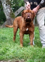 Étalon Dogue de Bordeaux - Mars Red Dog Demars