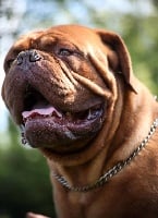 Étalon Dogue de Bordeaux - Juventino 'jag' Red Dog Demars