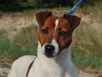 Étalon Jack Russell Terrier - Nielson Du Mont Des Sapins Blancs