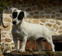 Étalon Jack Russell Terrier - Ninon Du Moulin Sault