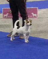 Étalon Jack Russell Terrier - Nomad de la pinkinerie